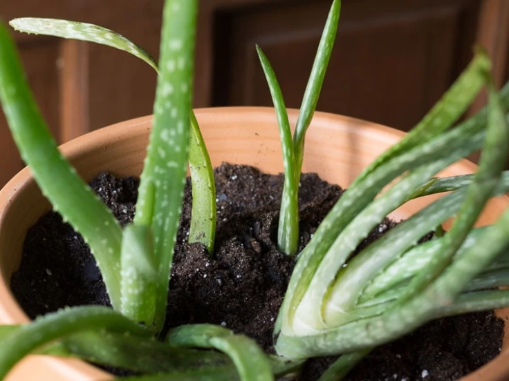 Aloe vera plant in a pot on a rustic wooden table, surrounded by green leaves and soil from other potted plants.
