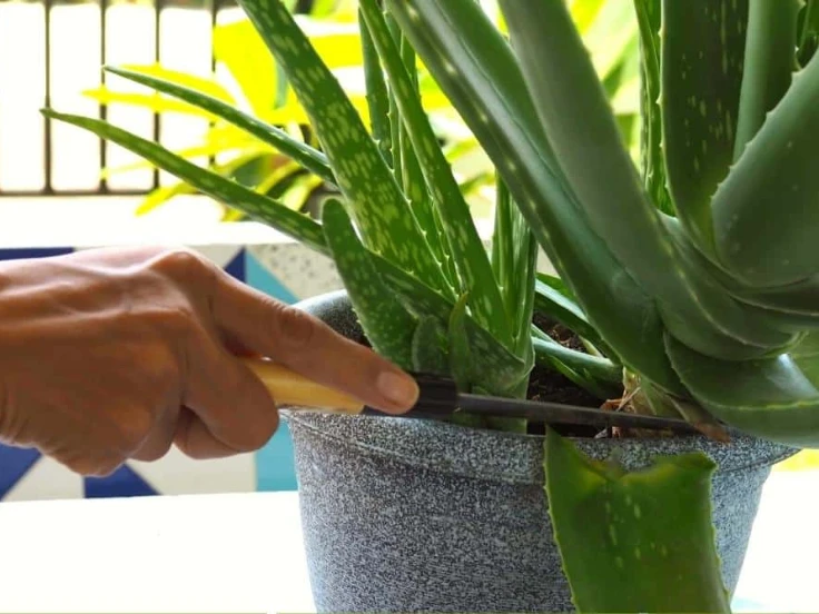 Step-by-step guide on safely removing aloe vera from its pot for repotting or propagation.