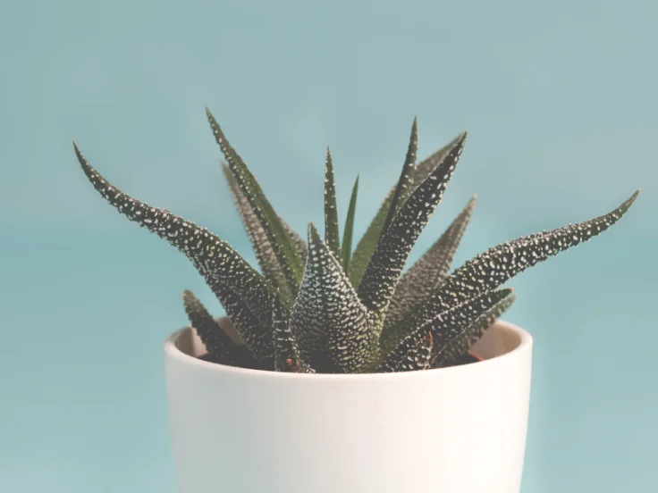 A small green plant in a white pot against a vibrant blue background.