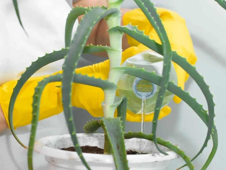 A person wearing yellow gloves holds a small green plant, smiling as they care for it.