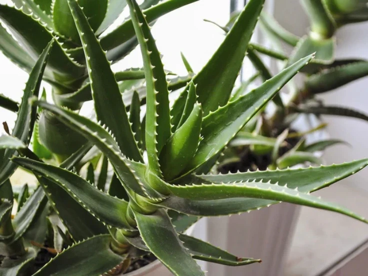 Aloe vera plant with thick green leaves, thriving in a decorative pot on a wooden surface.