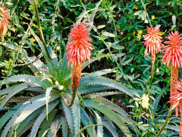 Lush aloe vera plant nestled in a vibrant garden, featuring its distinctive spiky leaves.
