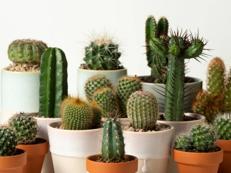 A collection of various cactus plants displayed in colorful pots on a wooden surface.