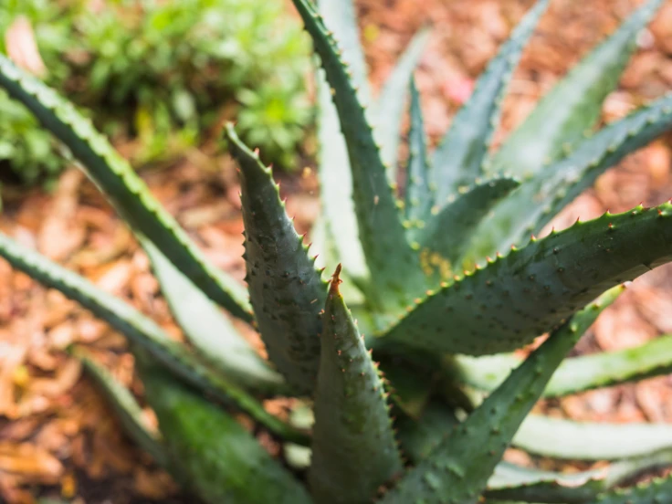 Aloe vera plant with vibrant green leaves, showcasing its thick, fleshy foliage in a natural setting.