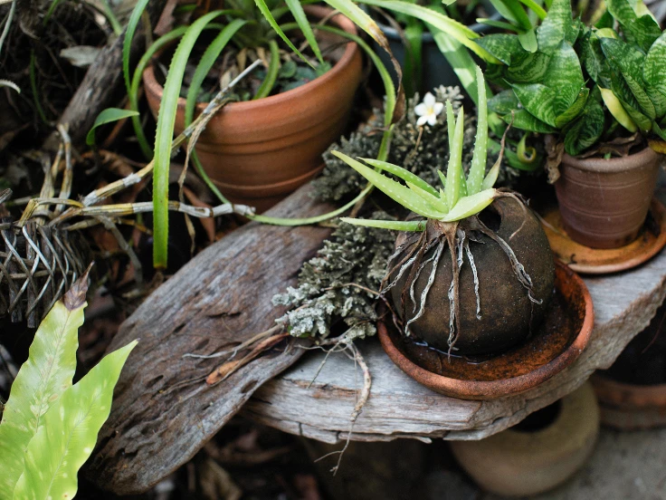A collection of vibrant plants in pots displayed on a table, adding a touch of nature to the indoor space.