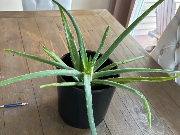 Aloe vera plant with thick green leaves, thriving in a decorative pot on a wooden surface.