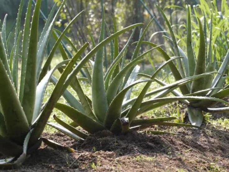 Aloe vera plants thriving in a sunny garden, showcasing their green, fleshy leaves and healthy growth.