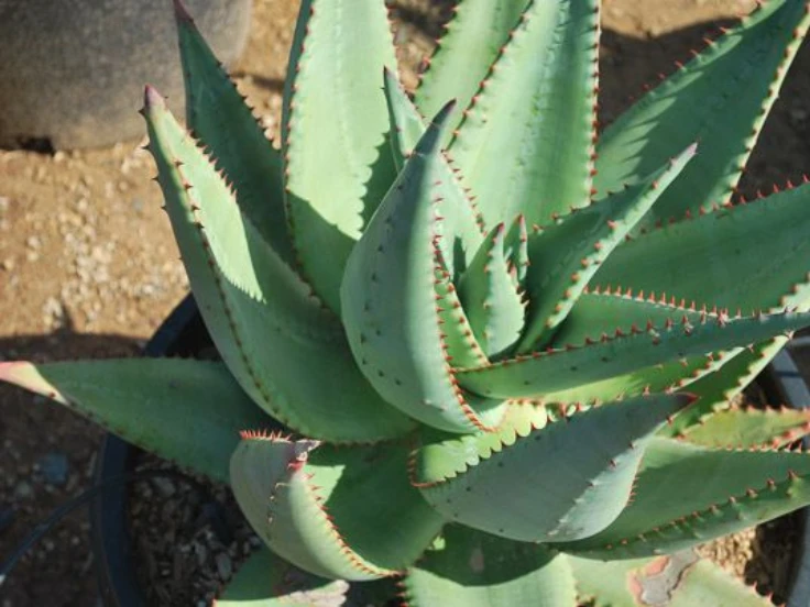 Close-up of a vibrant green aloe vera plant with thick, fleshy leaves and a textured surface.