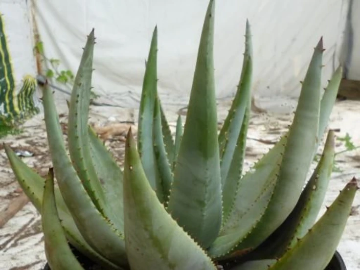 A large aloe vera plant with thick green leaves, thriving in a decorative pot.