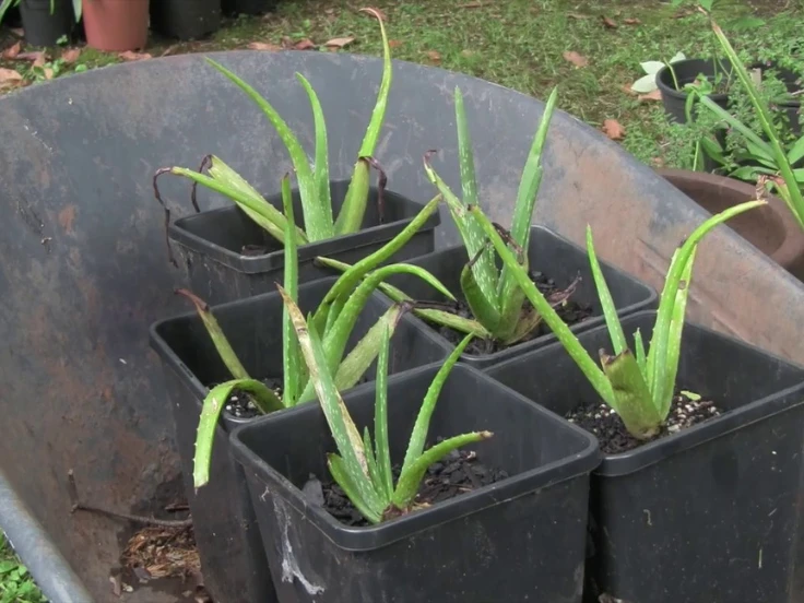 A collection of aloe vera plants in colorful pots, highlighting their unique shapes and vibrant green leaves.
