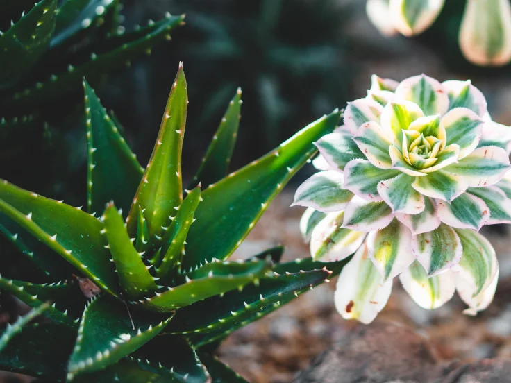 Close-up of a vibrant green plant with lush leaves, showcasing its natural beauty and intricate leaf patterns.