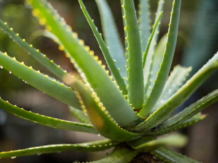 Detailed view of an aloe vera plant showcasing its succulent leaves and natural green color.