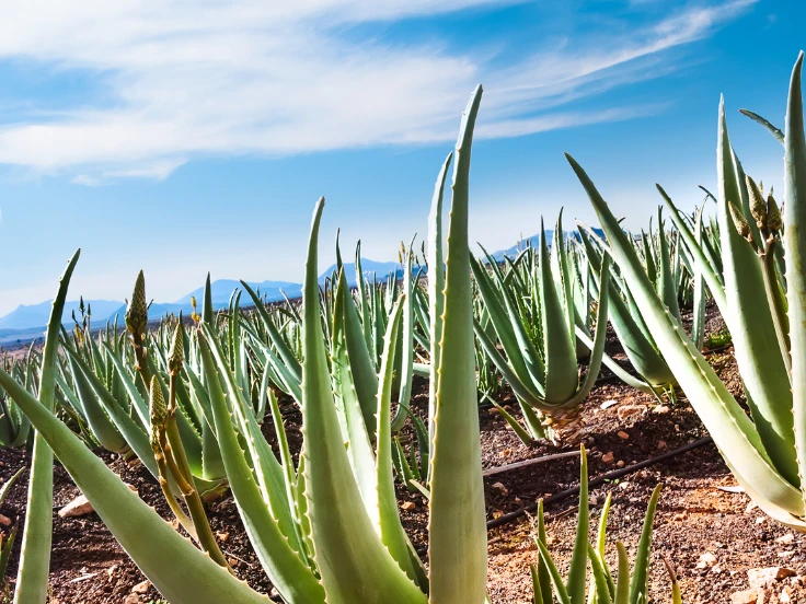 A vibrant field of aloe vera plants under a clear blue sky, showcasing lush greenery and sunny weather.
