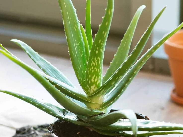 Aloe vera plant with thick green leaves, growing in a decorative pot on a wooden surface.