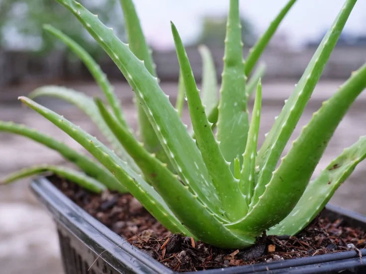 Aloe vera plant with thick green leaves, growing in a decorative pot on a wooden surface.