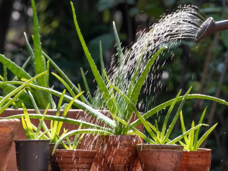 A person waters green plants with a hose, enjoying a sunny day in a vibrant garden.