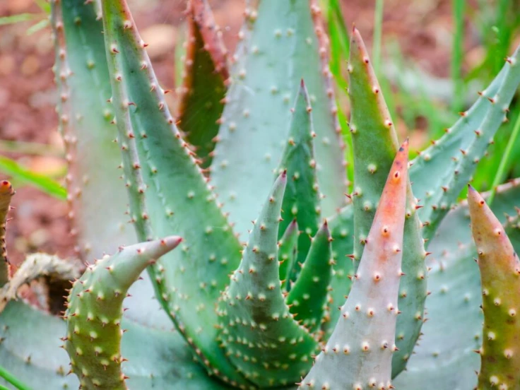 Aloe vera plant with numerous small green leaves, showcasing its vibrant and healthy foliage.