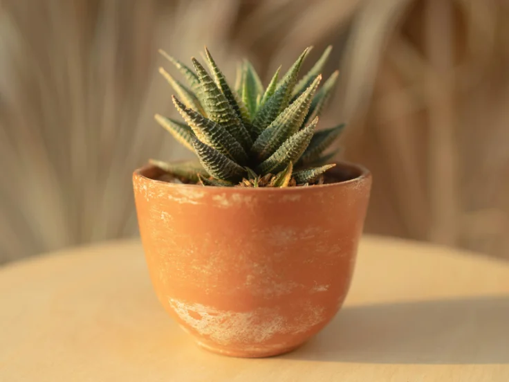 A small green plant in a clay pot sits on a rustic wooden table, adding a touch of nature to the setting.