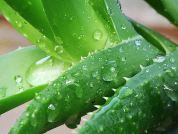 Aloe vera plant with vibrant green leaves glistening with fresh water droplets.
