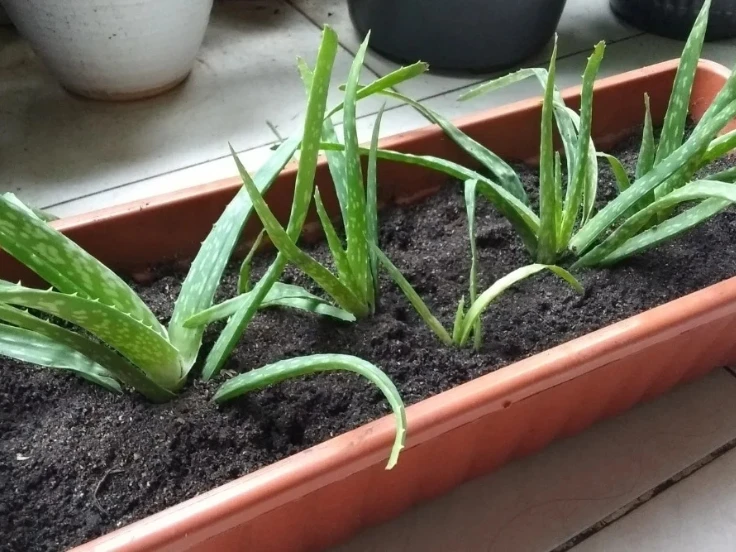 Aloe vera plant with thick green leaves, thriving in a decorative pot on a wooden surface.