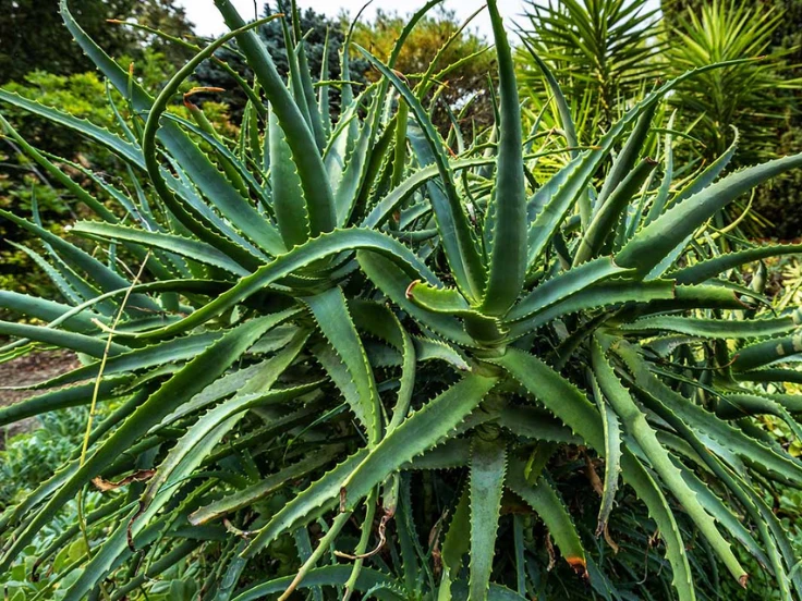 Aloe vera plant thriving in a sunny garden, showcasing its thick green leaves and vibrant natural beauty.