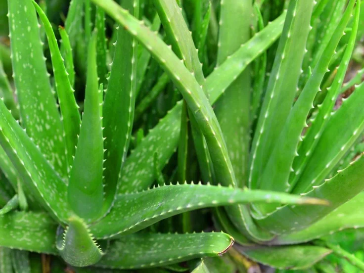 Aloe vera plant, known for its versatile uses in skincare and health, with thick green leaves and a succulent appearance.