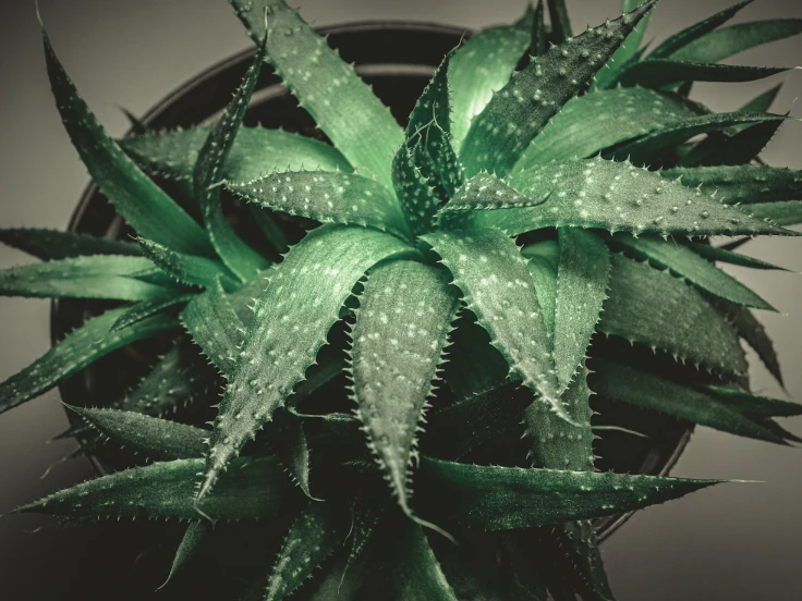 Aloe vera plant with thick green leaves, growing in a decorative pot on a wooden surface.