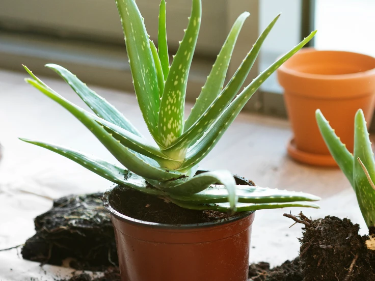 A healthy aloe vera plant in a stylish pot, showcasing its vibrant green leaves.