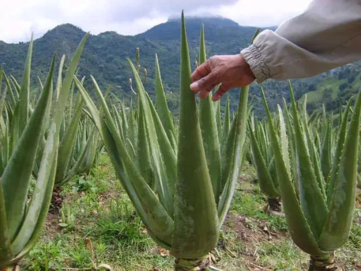 A person gently touches the top of a plant in a lush aloe vera field under bright sunlight.