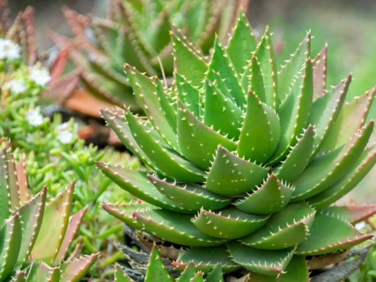 Close-up of a vibrant green aloe vera plant with thick, fleshy leaves and a textured surface.