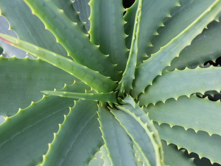 Close-up of a vibrant green aloe vera plant with thick, fleshy leaves and a textured surface.