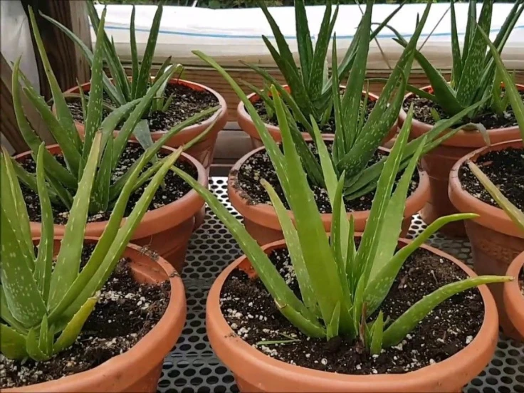 Several healthy aloe vera plants in decorative pots, highlighting their lush green foliage and unique shapes.