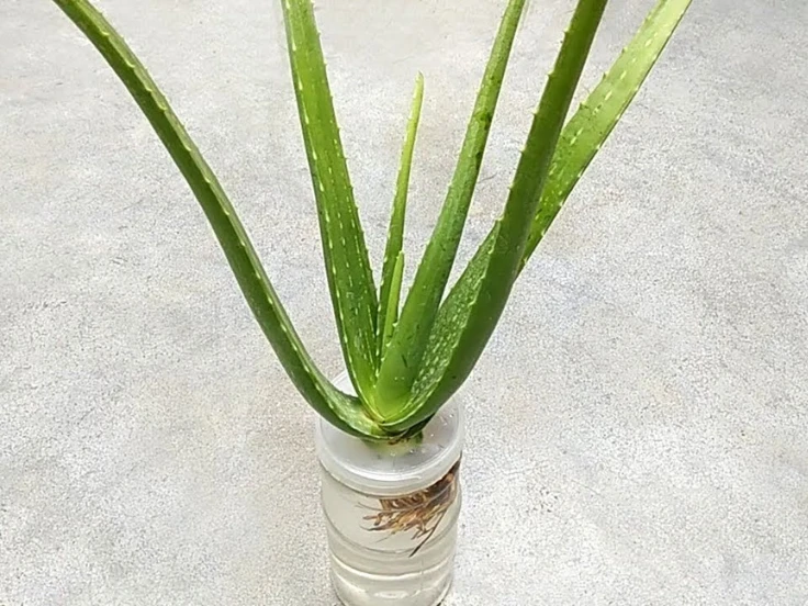 Aloe vera plant with thick green leaves displayed in a clear glass vase on a light background.