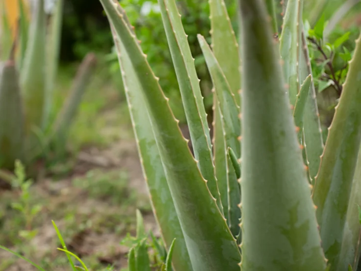Close-up of a vibrant green plant with lush leaves, showcasing its natural beauty and intricate leaf patterns.