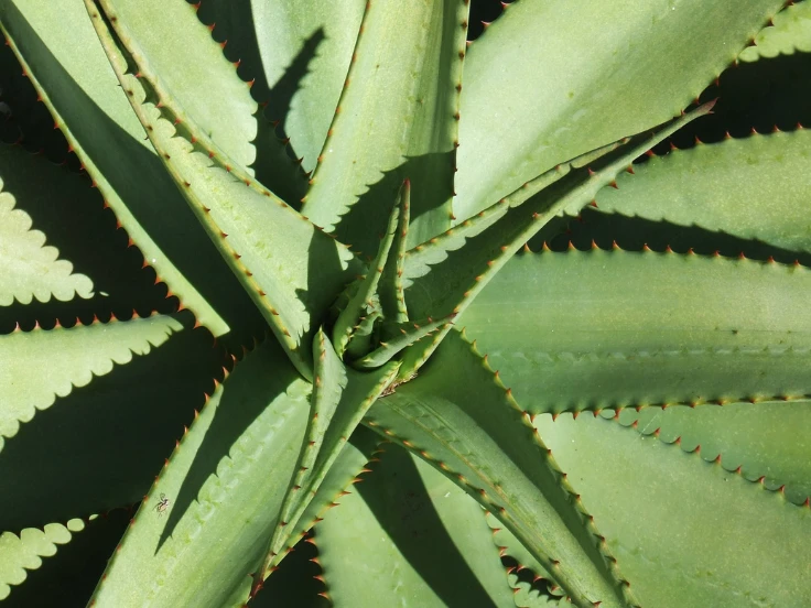 Close-up of a lush green plant showcasing a variety of vibrant leaves in different shapes and sizes.