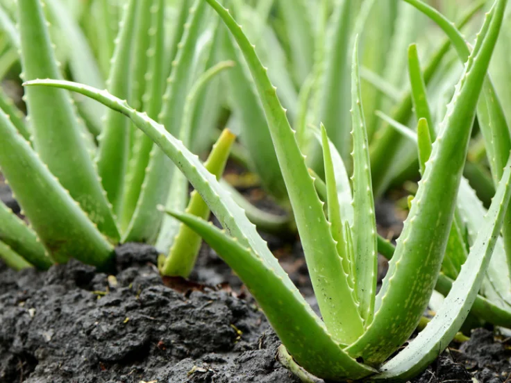 Aloe vera plants thriving in the ground, showcasing their green, fleshy leaves under bright sunlight.