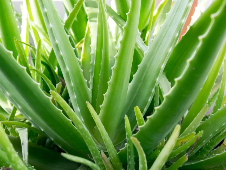 Aloe vera plant with thick green leaves, growing in a decorative pot on a wooden surface.