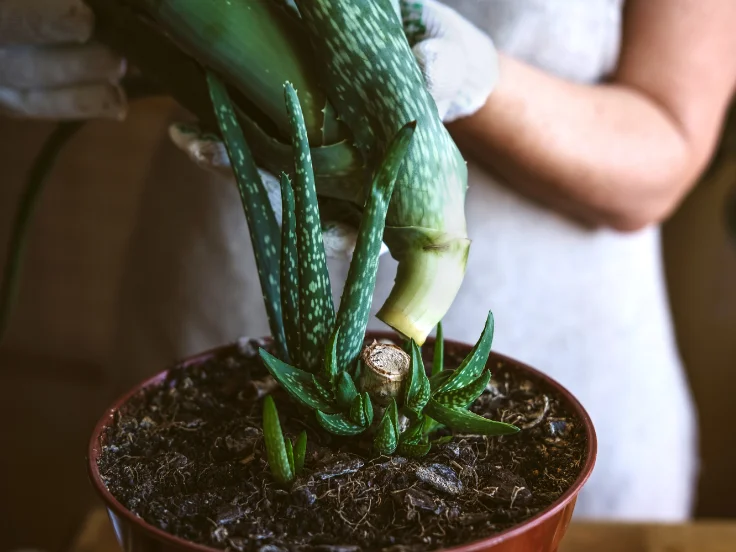 A person gently holds a potted plant, showcasing their care for nature and greenery.