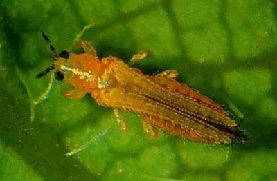 Thrips Treatment in Agricultural Crops