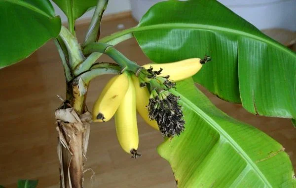 Frequency of Fertilizing Banana Trees