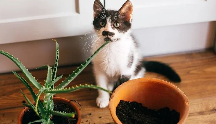 Preventing Plant Poisoning in Cats