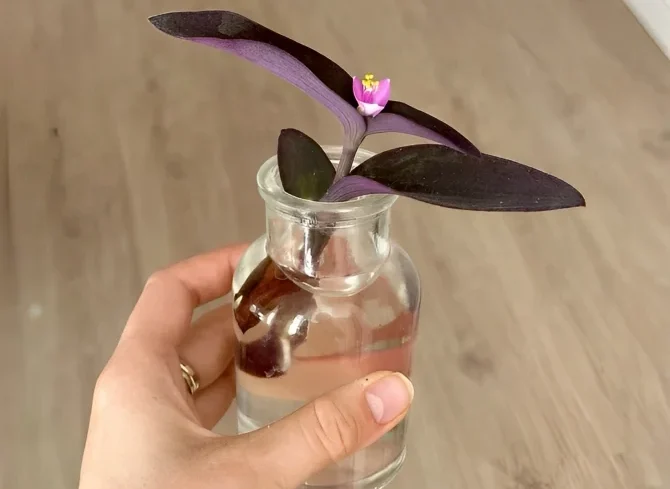 What Is Purple Heart & Why Grow It?