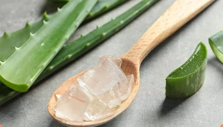 Precautions to Follow When Eating Aloe Vera Plant