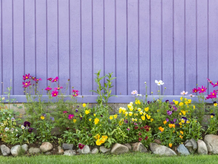 A vibrant purple wall adorned with colorful flowers and scattered rocks, creating a lively outdoor scene.