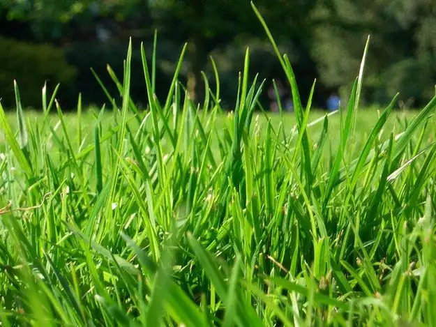 When to Fertilize Your Lawn in Summer