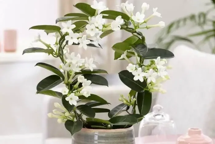Top Indoor House Plants with White Flowers