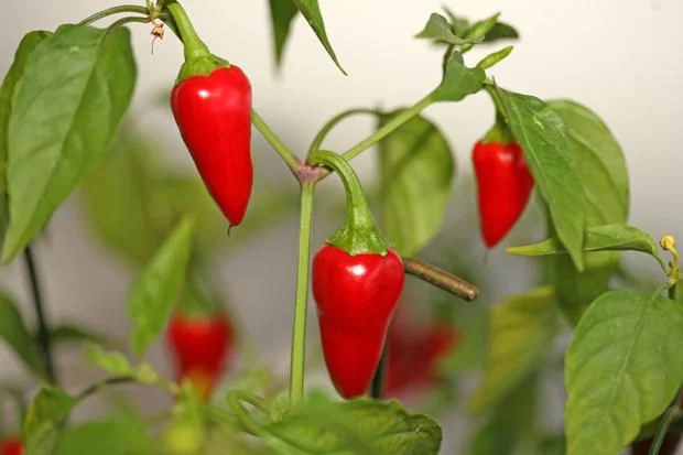 Best Fertilizer Types for Hot Pepper Plants