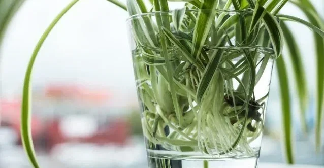 Care Tips for Spider Plants in Water