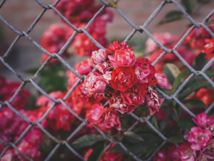 Bright red flowers bloom behind a chain link fence, creating a vibrant contrast against the metal structure.