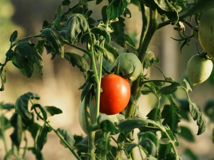 Ripe tomatoes growing on a green plant in a vibrant garden setting.